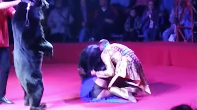 Bear Attacks Pregnant Girl Trainer During Circus Performance