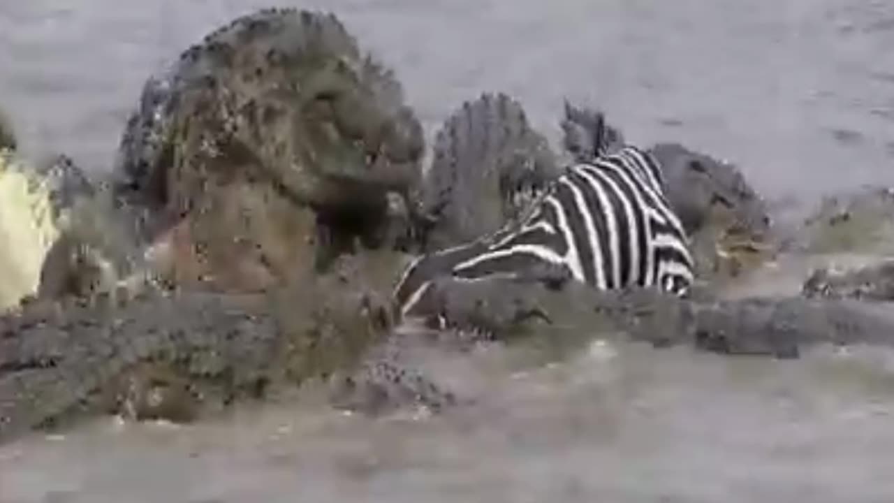 A zebra caught in a crowd of crocodiles