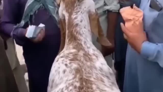 Goat crying viral video