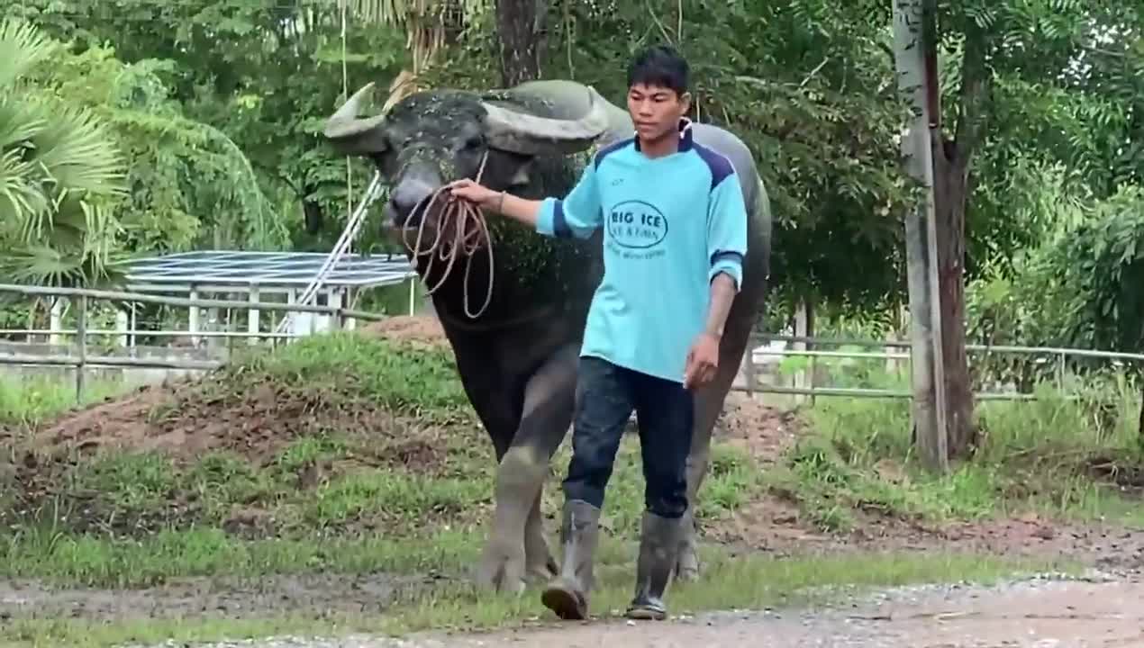Swamp bufallo from Thailand