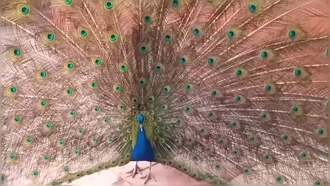 Peacock Dance Display Compilation Video