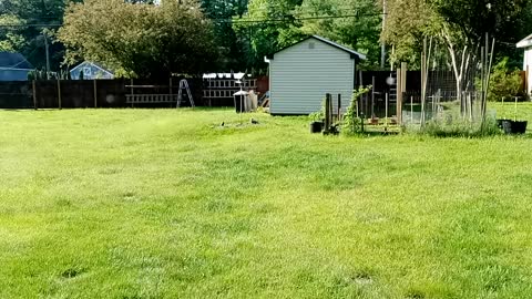 Pigeons squirrel's 🐿️🐿️ and chipmunks having breakfast