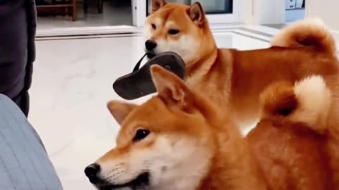 🐶Watch These Dogs Crack You Up🤣 - Animals LOL Moments #funnyanimals #funnydogs #viralshorts