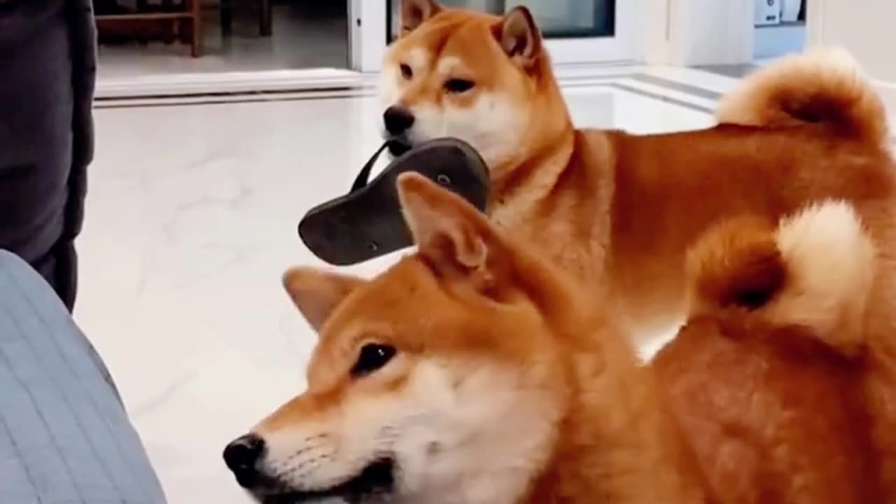 🐶Watch These Dogs Crack You Up🤣 - Animals LOL Moments #funnyanimals #funnydogs #viralshorts
