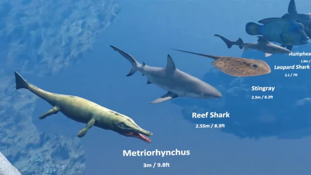 Sea Creatures Size Comparison | 3d Animation Comparison | Real Scale Comparison