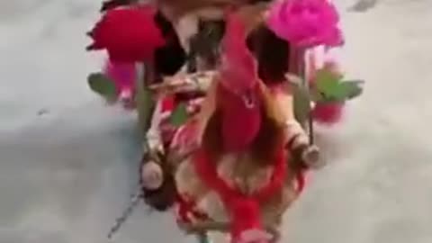 Funny hen😄😄😄