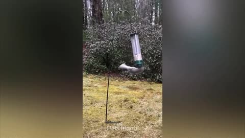 Animal funny moments catch in camera 🤣