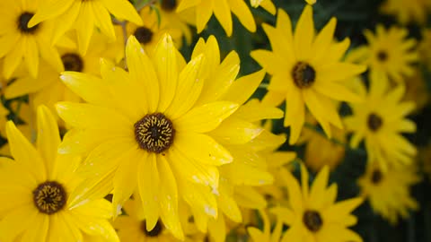 Sunflower, chrysanthemum