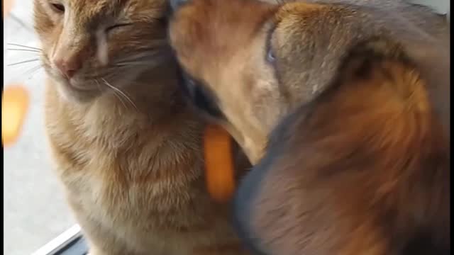 Ginger cat is fuming with anger because cute dog is annoying him