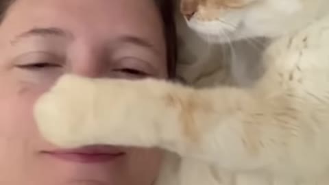 Sweet Cat Begs for Nose Kisses