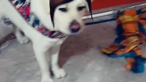 Snapchat on dog fun