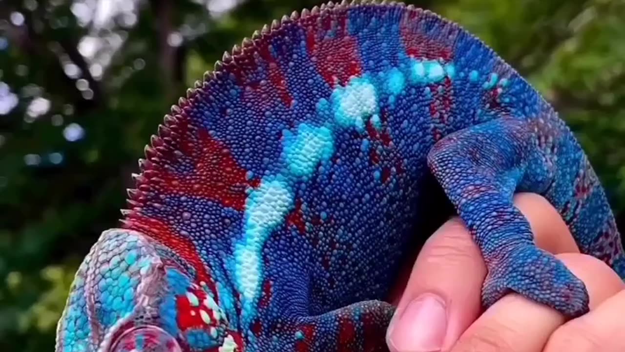 Did you know chameleons change color mostly