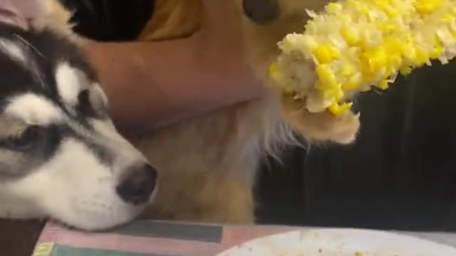 Kitten Chows Down on Corn on the Cob