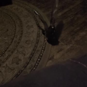 Flock it Farm: Shirley Pigeon in Super Slo Mo