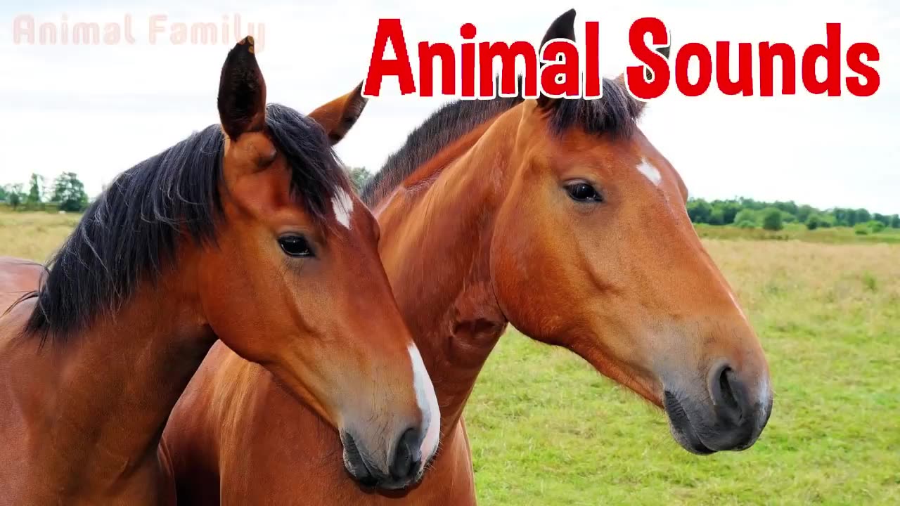 Animal sounds for kids #funny #sounds #animals