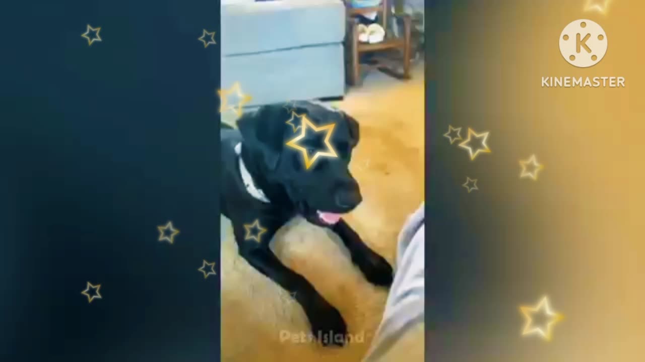 Cute cat & dog video | Best funny amazing video