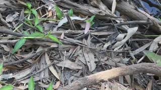 Sneaky Red Belly Black Snake Hides in Riverbank