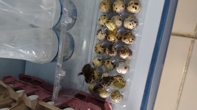 Quail Eggs Appear to Hatch on Supermarket Shelf