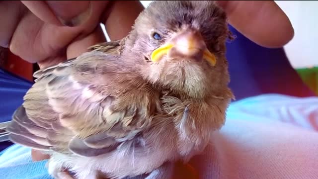 #bird sun#video