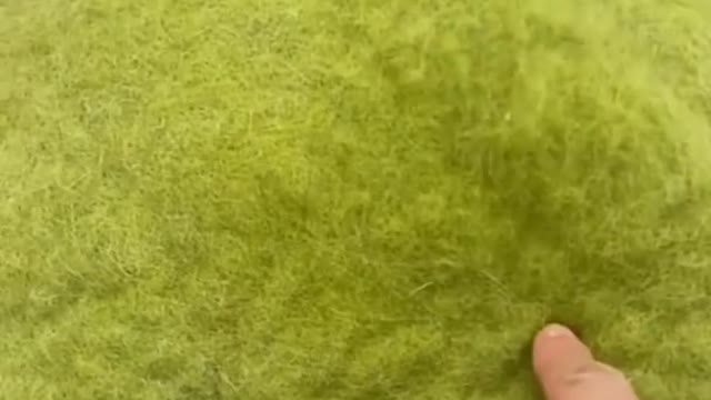 Animals Iceberg - Short´s Compilacion Ep.6 - WOKE A CAT? I WOULDNT SLEEP FOR A WEEK!