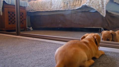 A dog and the mirror