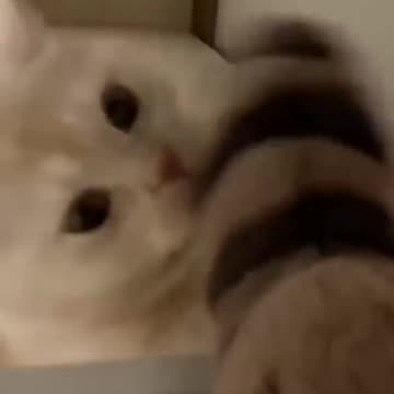 Omg funny cats moment🐱😅🤣😂