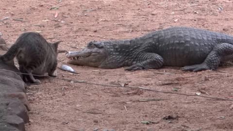 cat v\s crocodile