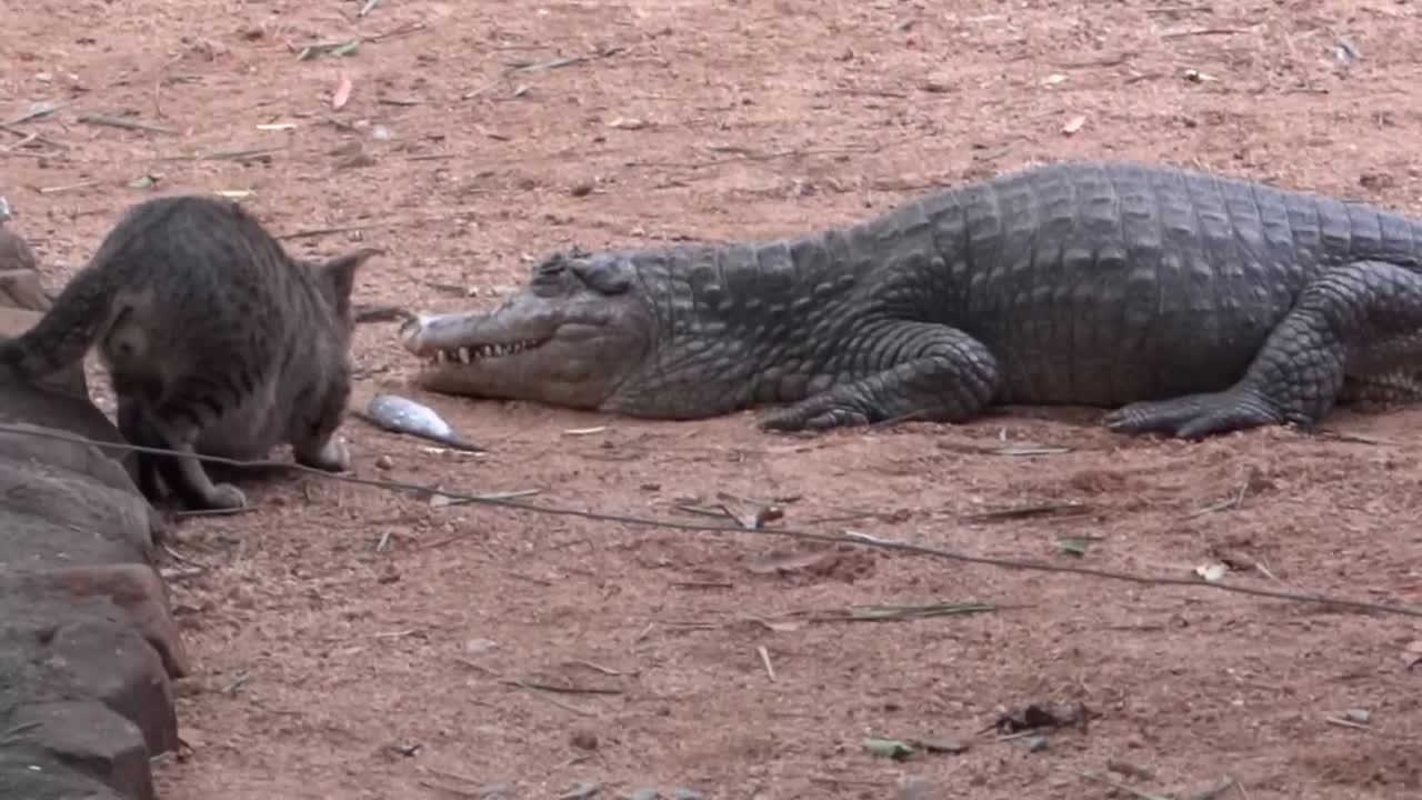 cat v\s crocodile
