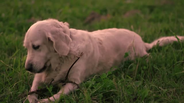 Puppy Dog playing on the grass.