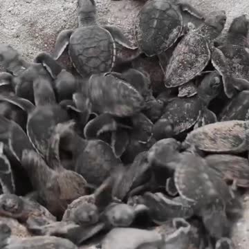 Tortoise In The Land Water #Tortoise_In_The_Land_Water#animals_Nuture #tortoise #Tortoise