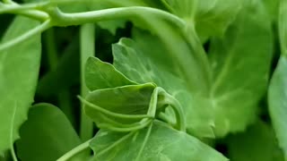 Edible garden in spring 2023