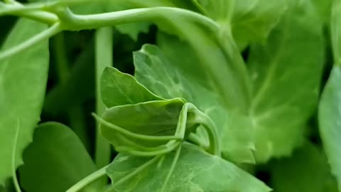 Edible garden in spring 2023