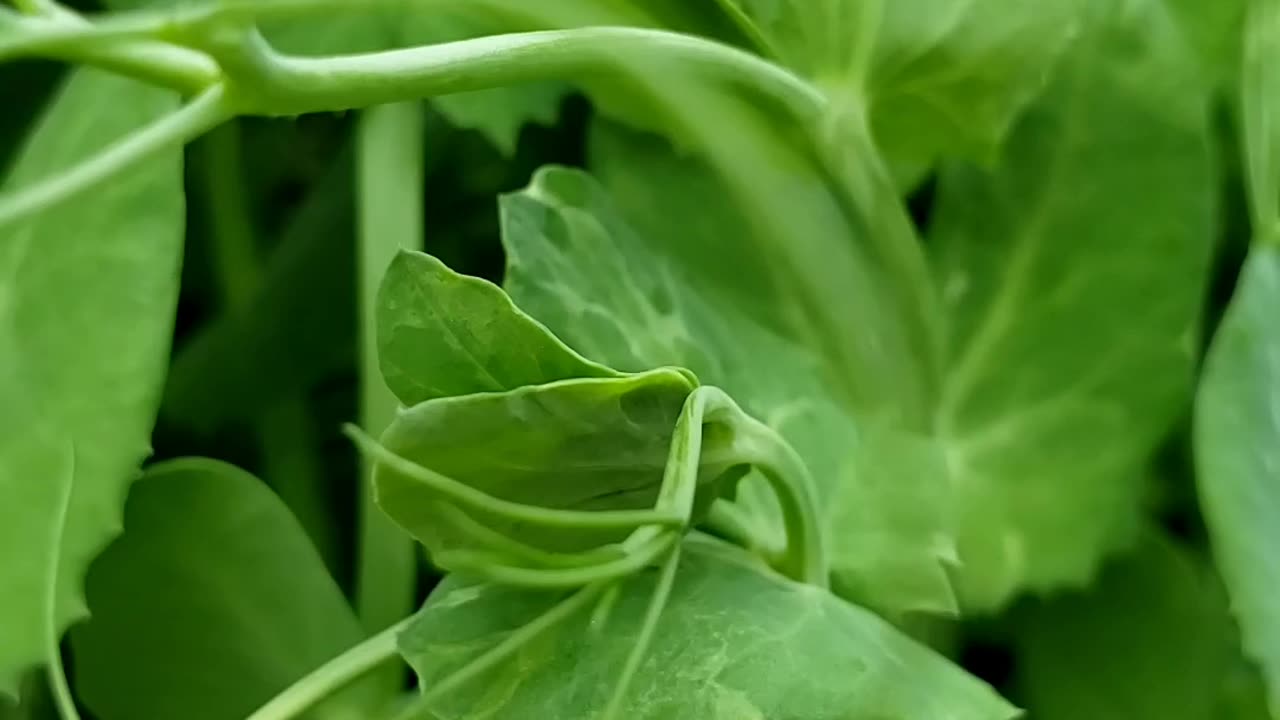 Edible garden in spring 2023