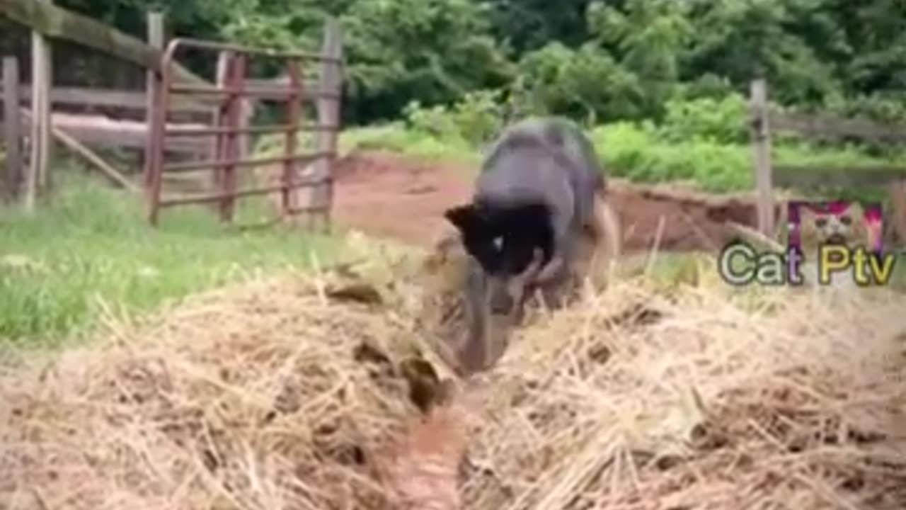 Funny animal videos😂-Dogs And Cats #Try not to laugh