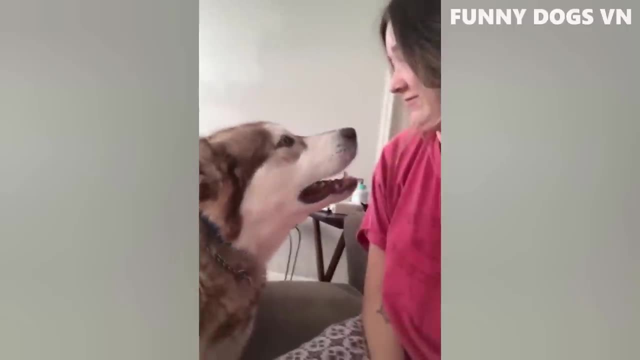 Funny dogs cats