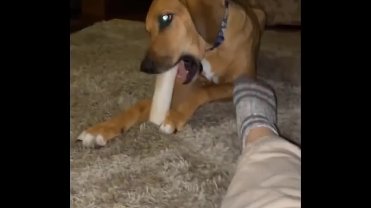 Best of cute and funny animal videos