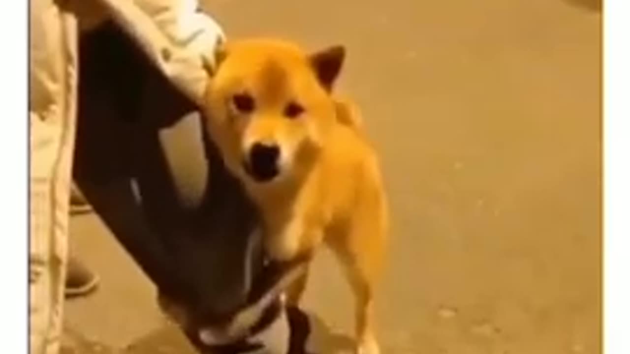 brave dog wait for moment brave goes wrong