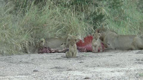 2 month lion cubs with adults and a kill.