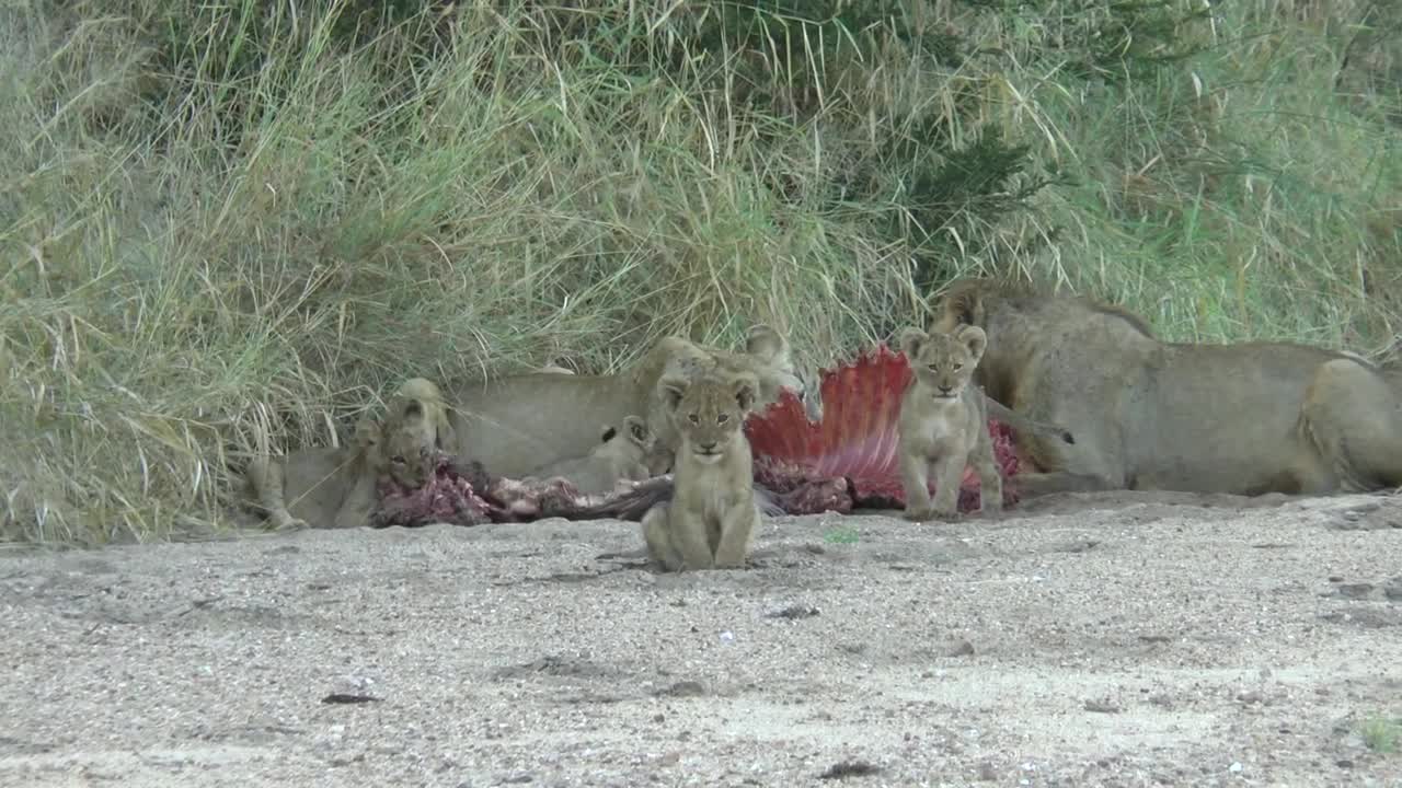 2 month lion cubs with adults and a kill.