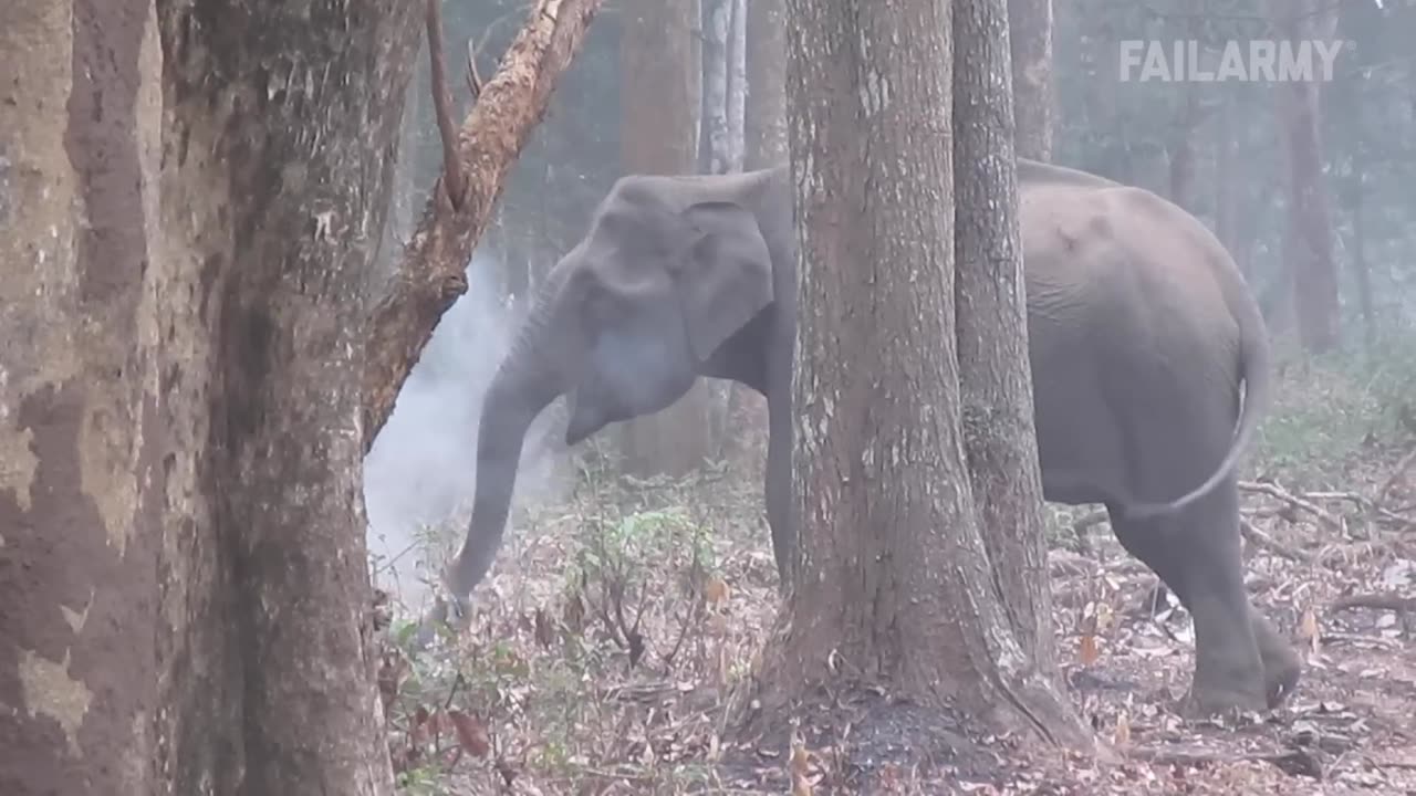 When Animals Go Crazy | Funny Wild Animals Fails 2023