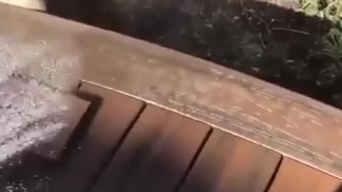 The process of bending a tree