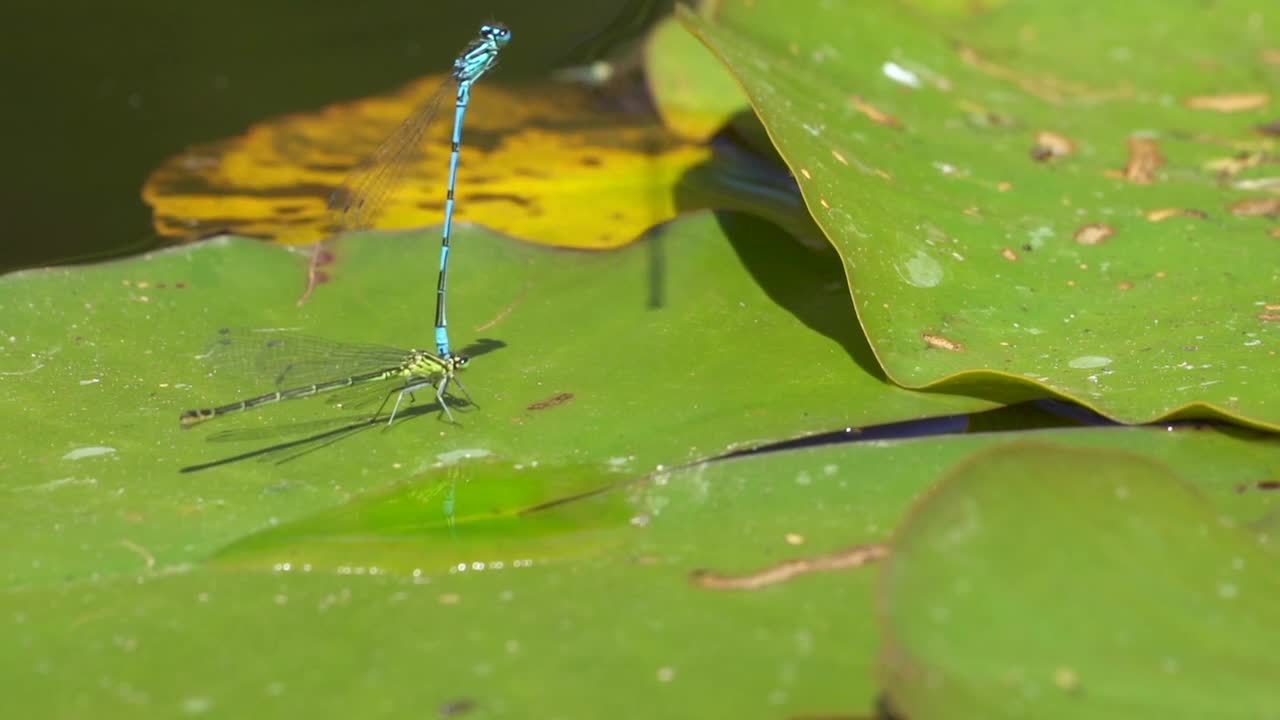 Dragonfly Reproduction Nature Close Up Insect