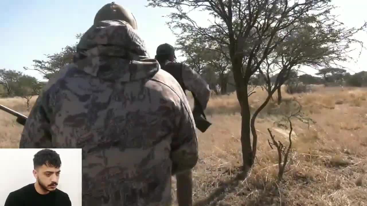 Zebra in africa