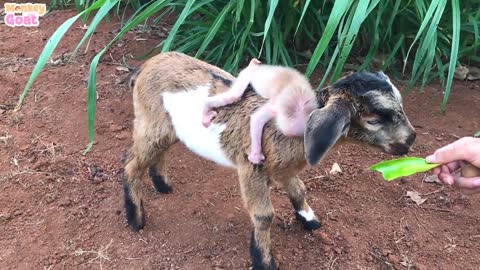 Cute Goat takes baby monkey to find food