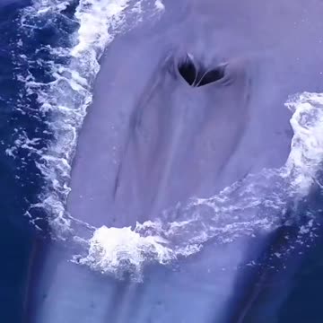 The majesty of the world s largest creature The Blue Whale is 300× Hea haevier
