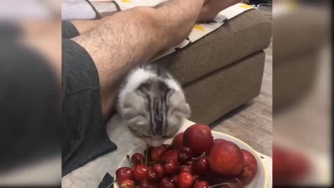 Pup has no regrets while sitting on top of another dog