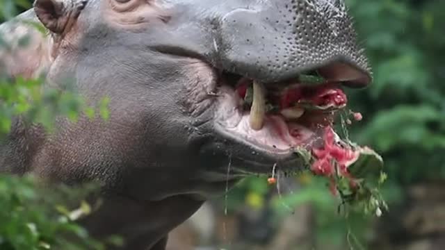 Have you eaten watermelon this year