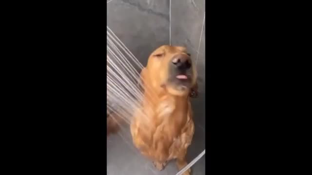 Cute | Funny Pets & Animals