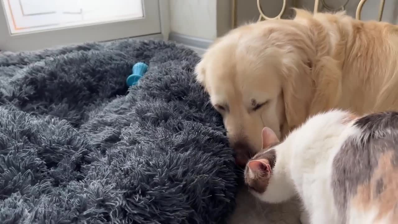 Mom Cat and Tiny Kittens Love their Best Friend Golden Retriever