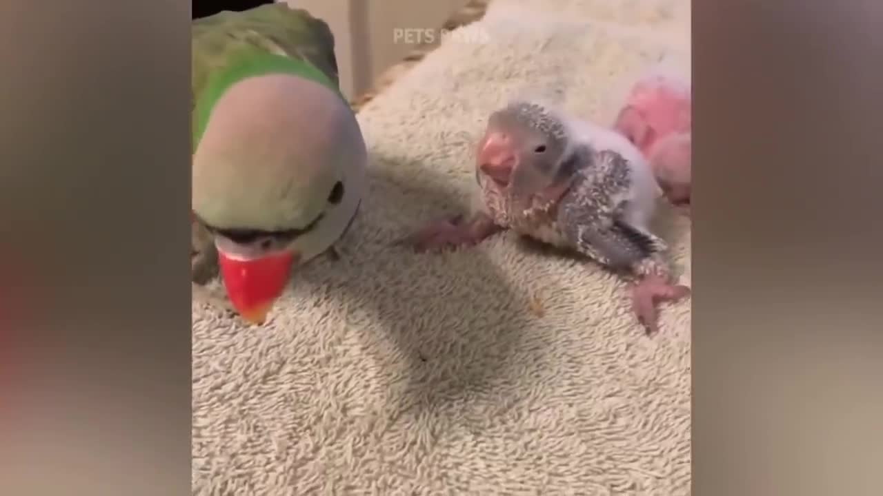 Smart And Funny Parrots Parrot Talking Videos Compilation P1 Super Dogsp8